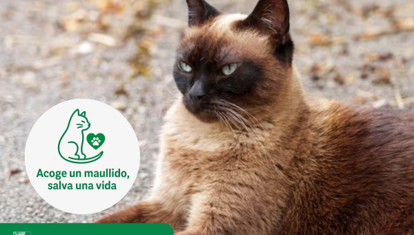 Campaña urgente de acogida temporal para una gata y sus gatitos en Villanueva del Pardillo